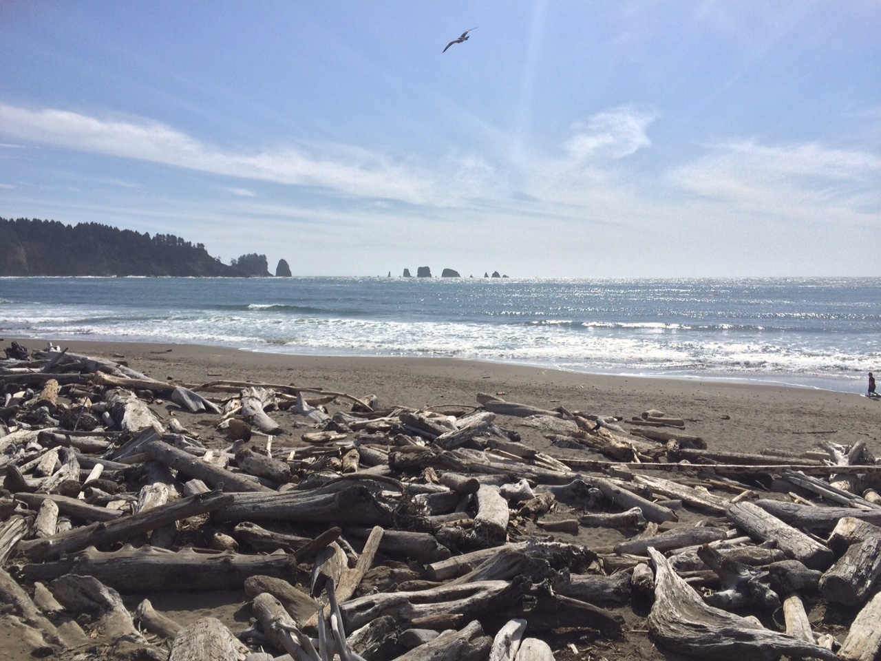 TN Travels: The Olympic Peninsula and Forks Washington