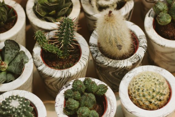 Succulents, hostess gifts
