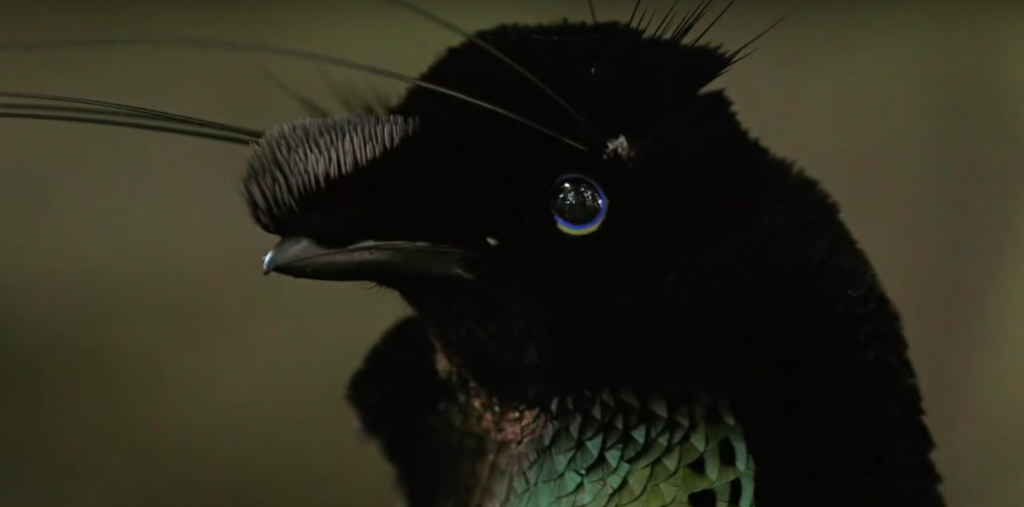 Of All Things I Have Become A Crow
